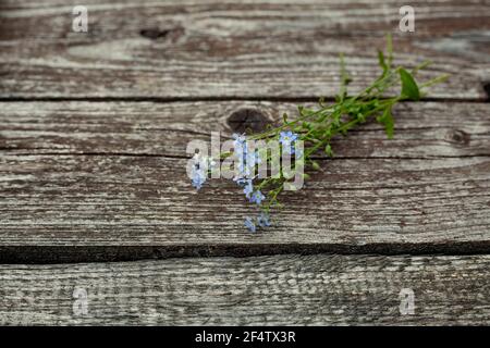 Bouquet von wilden kleinen blauen Blumen auf einem hölzernen alten Hintergrund. Draufsicht mit einer Kopie des Speicherplatzes. Stillleben im Sommer Stockfoto