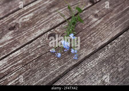 Bouquet von wilden kleinen blauen Blumen auf einem hölzernen alten Hintergrund. Draufsicht mit einer Kopie des Speicherplatzes. Stillleben im Sommer Stockfoto