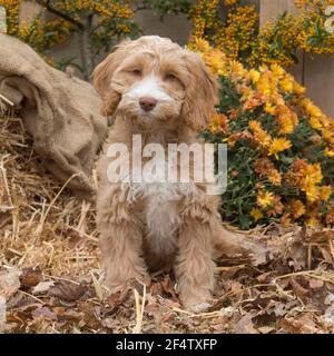 Cavapoo Welpe Stockfoto