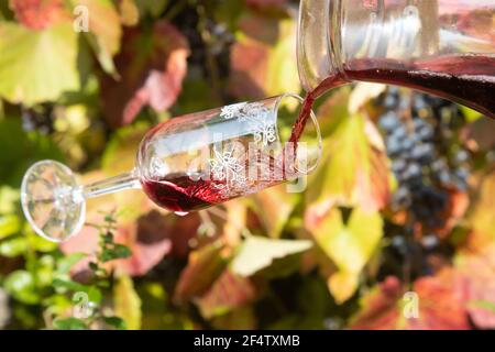 Gießen Sie den Rotwein aus Krug in ein fallendes Glas, auf dem Hintergrund eines Weinbergs mit Trauben. Stockfoto