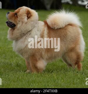 Chow chow Stockfoto