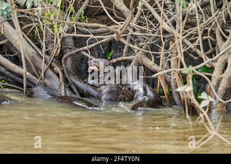 Riesenotter, Pteronura brasiliensis, ein südamerikanisches fleischfressendes Säugetier, längstes Mitglied der Wieselfamilie, Mustelidae. Otterfest Stockfoto