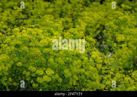 Euphorbia amygdaloides oder Wood Spurge ist eine buschige immergrüne Staude. Der komplexe grün-gelbe Blütenstand erscheint im späten Frühjahr und Frühsommer Stockfoto