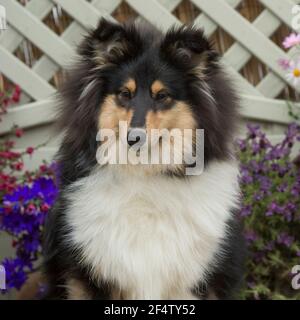 Rough Collie, lassie, Dog Stockfoto