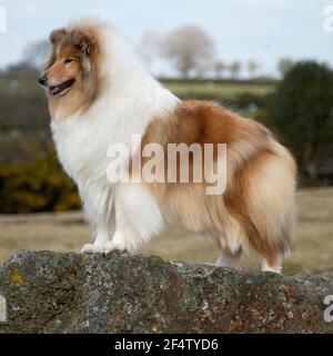 Rough Collie, lassie, Dog Stockfoto