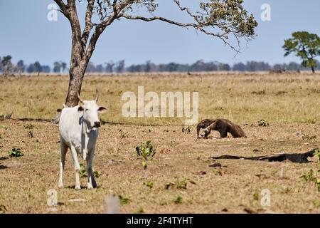 Riesenanteater beim Spaziergang über eine Wiese eines Bauernhofes im südlichen Pantanal. Myrmecophaga tridactyla, auch Ameisenbär, ist ein insectivorous Säugetier heimisch zu Stockfoto