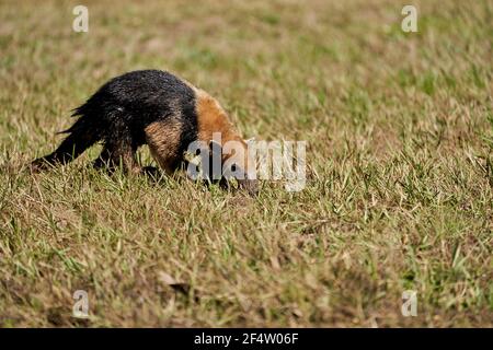 Der südliche Tamandua, Tamandua tetradactyla, auch Anteater oder kleiner Ameisenbär, ist eine Art von Ameisenbären aus Südamerika, die auf einer Wiese auf Nahrungssuche gehen Stockfoto