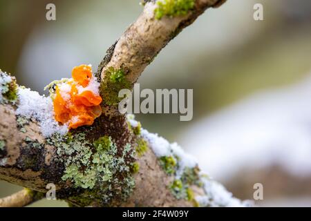 Orange Jelly Fungus, Dacrymyces palmatus im Wald bei Ambleside, Lake District, Großbritannien. Stockfoto