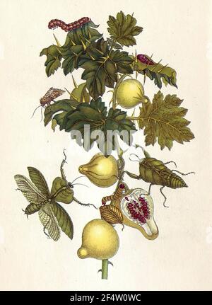 Anna Maria Sibylla Merian - Mus Paradisiaca 1705 Stockfoto