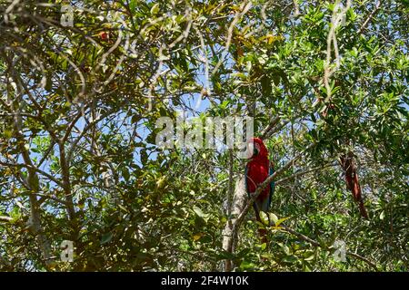 Schöner scharlachroter Ara macao, ein großer roter, gelber und blauer Papagei in Mittel- und Südamerika, im Buraco das Aras in Brasilien, Südamerika Stockfoto