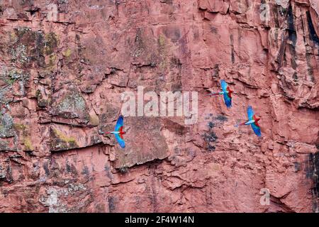 Schöner scharlachroter Ara macao, ein großer roter, gelber und blauer Papagei in Mittel- und Südamerika, im Buraco das Aras in Brasilien, Südamerika Stockfoto