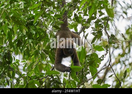 Brauner Wollaffe, gewöhnlicher oder Humboldts Wollaffe, Lagothrix lagothricha, Neuweltaffe aus Kolumbien, Ecuador, Peru und Brasilien, daran hängend Stockfoto