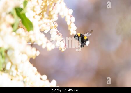 Weiße Hummel-Königin im Flug - bombus lucorum - Auf pieris japonica im Frühjahr - Großbritannien Stockfoto