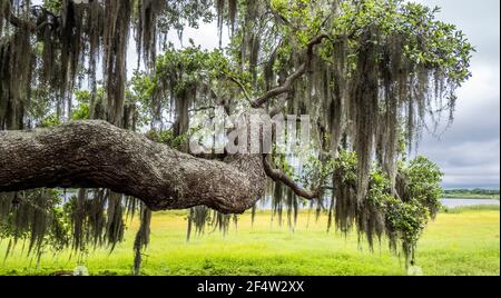 Lebender Eichenzweig mit spanischem Moos mit gelbgrün Frühlingsfeld im Hintergrund am Myakka River State Park in Saraosta Florida USA Stockfoto