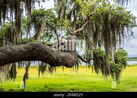 Lebender Eichenzweig mit spanischem Moos mit gelbgrün Frühlingsfeld im Hintergrund am Myakka River State Park in Saraosta Florida USA Stockfoto