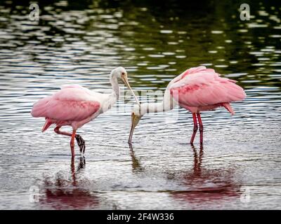Roseate Spoonbills im Flusswasser im Myakka River State Park In Sarasota Florida USA Stockfoto