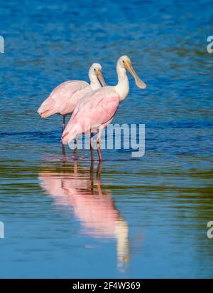 Paar Roseatspoonbills (Platalea ajaja) Im flachen blauen Wasser stehen Stockfoto