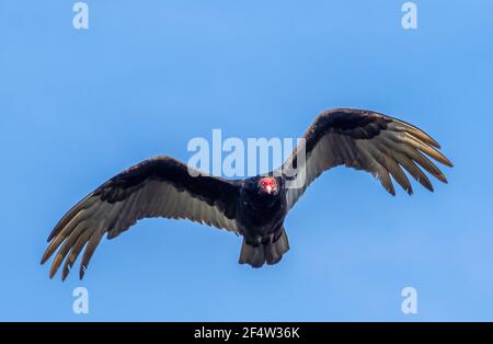 Turkey Geier fliegen über dem blauen Himmel Stockfoto