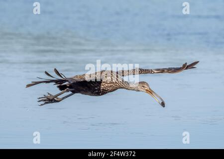 Ein Limpkin (Aramus guarauna), auch carrao, courlan genannt, und weinender Vogel, der mit einer Schnecke im Schnabel fliegt Stockfoto