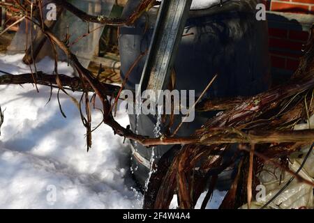 Schmelzender Schnee tropft vom Dach durch einen Abfluss nach unten Auf den Boden Stockfoto