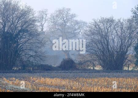 Winter Early Morning Scene in Heshire England, hedgerows a Mais stoppble and a Framed Oak Tree in lovely light. Stockfoto