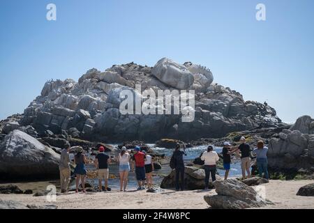 VINA DEL MAR, CHILE - 04. Jul 2019: Eine Gruppe von Menschen beobachtet eine Felsformation am Strand, wo Seelöwen in der Nachmittagssonne sonnen Stockfoto