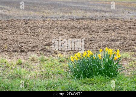 Ein Fleck von wilden Narzissen (Narzissen), die neben wachsen Ein gepflügeltes Feld im ländlichen Norfolk Stockfoto