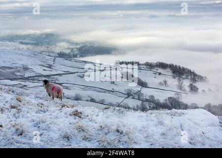 Ein Schaf in nebligen Bedingungen auf Wansfell über Ambleside, Lake District, Großbritannien, Blick nach unten in Richtung Windermere. Stockfoto