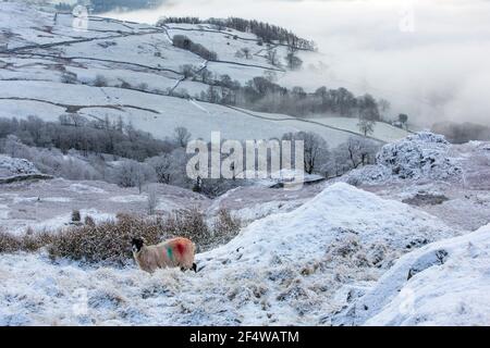 Ein Schaf in nebligen Bedingungen auf Wansfell über Ambleside, Lake District, Großbritannien, Blick nach unten in Richtung Windermere. Stockfoto