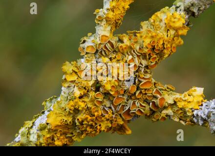 Nahaufnahme der Gemeinen Orangenflechte, die auf einem Ast wächst Ältester Stockfoto