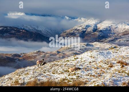 Schafe auf Wansfell über Ambleside, Lake District, Großbritannien, Blick auf die Langdale Pikes. Stockfoto