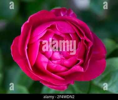 Leuchtend rote violette Rose mit Knospen im Garten An einem sonnigen Tag Stockfoto