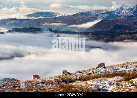 Schafe auf Wansfell über Ambleside, Lake District, Großbritannien, Blick in Richtung Coniston Old man. Stockfoto