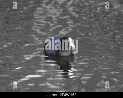 Ein gewöhnlicher Ruß im Wasser schwimmen. Sie sehen die Spiegelung des Vogels Stockfoto