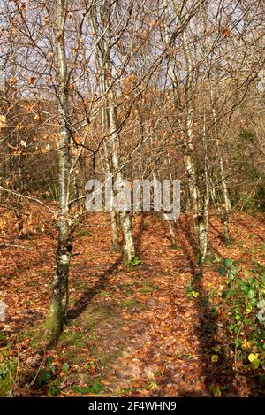 Tormore, Glencar Valley - interessanter Wallking Trail in Co. Sligo, Irland Stockfoto
