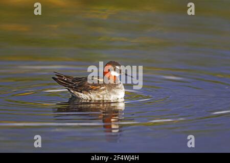 Phalarope - femalePhalaropus lobatus Lake Myvatyn, Island BI026806 Stockfoto