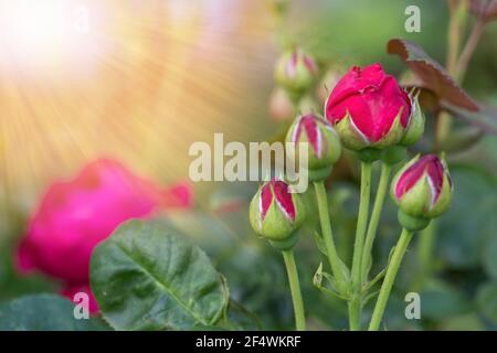 Leuchtend rote violette Rose mit Knospen im Garten An einem sonnigen Tag Stockfoto