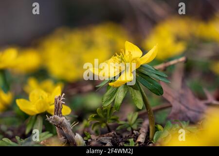 Einzelne gelbe Winterakonitblume (Eranthis hyemalis) blüht im Frühjahr auf einem Waldboden Stockfoto