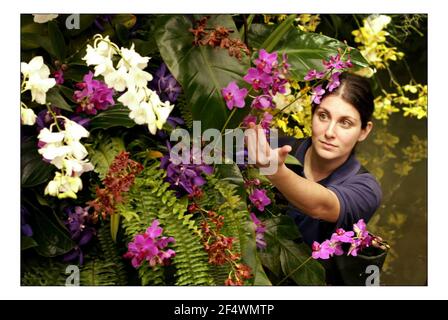 LEIDENSCHAFT: Die unwiderstehliche Schönheit der Orchideen....Kew Gardens 11th jährliches Orchideenfest. Februar 5 Bis 6. März 2005. Tracy Stickler mit der Darstellung von orchidspic David Sandison 3/2/2005 Stockfoto