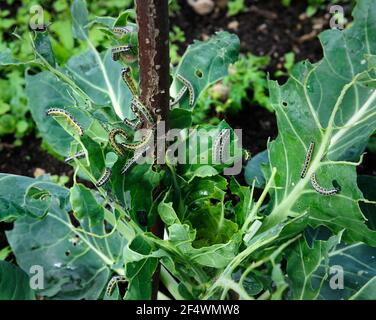 Große Kohl weißen Schmetterling Raupen Essen Blätter und Herz der brassica Pflanze. Stockfoto