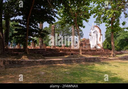 Die alte weiße Buddha-Statue steht in den Kirchenruinen des alten thailändischen Tempels, umgeben von einem großen Baum. (Öffentlicher Bereich nicht erforderlich Stockfoto