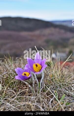 Pulsatilla grandis, die große Pasque Blume Stockfoto