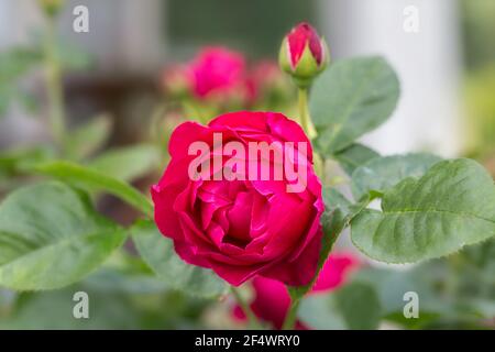 Leuchtend rote violette Rose mit Knospen im Garten An einem sonnigen Tag Stockfoto