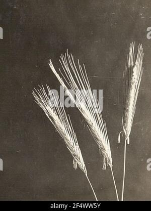 Roggen (Secale Cerealien). Blühende Roggen Stockfoto