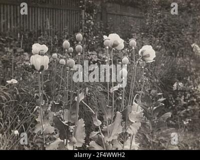 Strick -Sem (PAPAVER SOMNIFERMUM L.) Stockfoto
