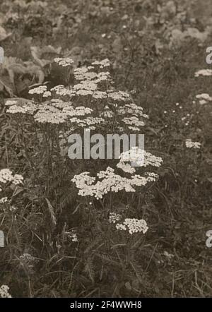 Schafgarbe (Achillea Millefolium) Stockfoto