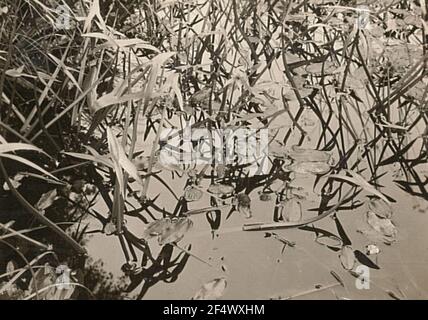 Gewönliches pfeilkraut (sagitti sagitti Stockfoto