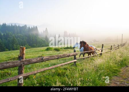 Zwei Pferde laufen auf der Weide mit einem Holzzaun, Berge und Wald in tiefem Nebel, Blick auf den Berg Homyak. Ukraine, Karpaten. Stockfoto