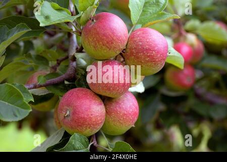Äpfel am Apfelbaum Stockfoto