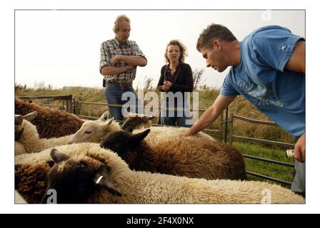 Deborah Ross verbringt den Tag damit, auf der Farm des Prinzen von Wales zu arbeiten: Duchy Home Farm, Broadfield Farm, Tetbury.pic David Sandison 11/10/2005 Stockfoto